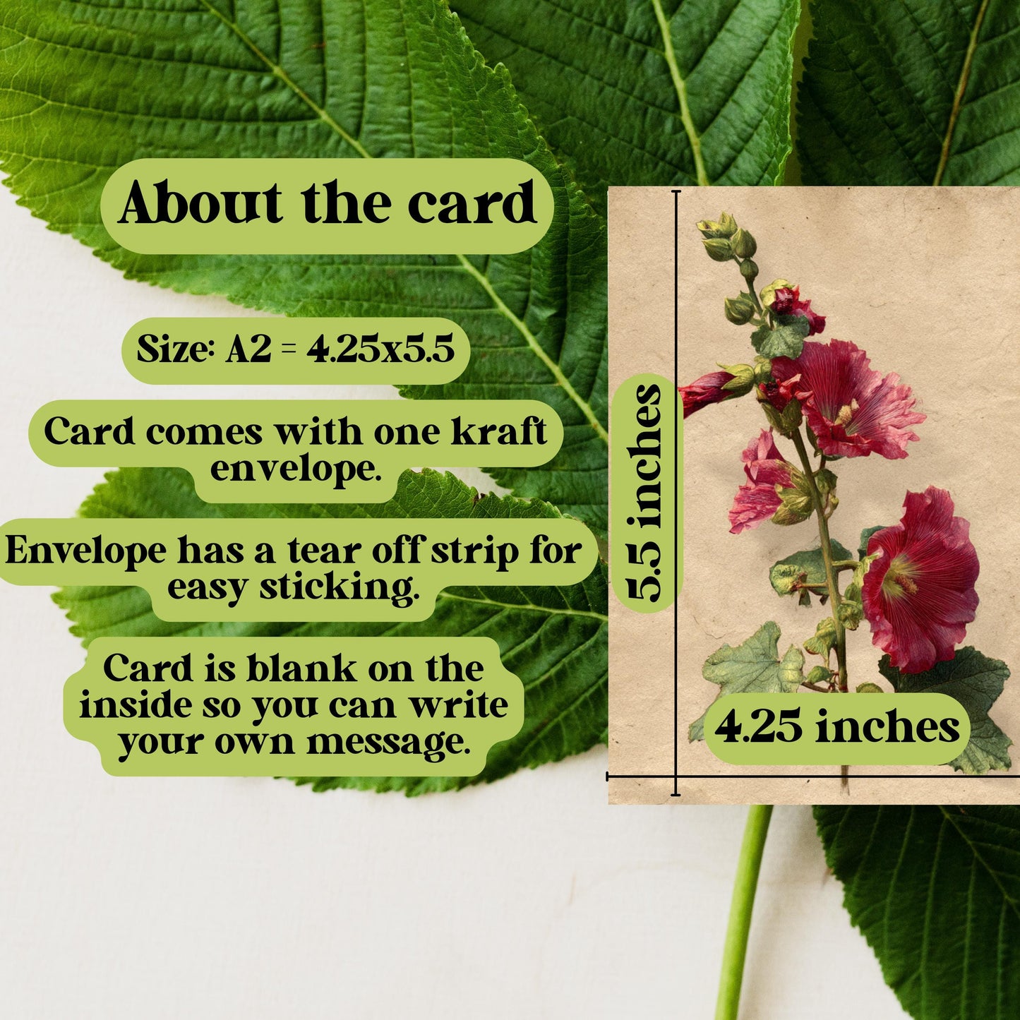 Vintage Botanical Hollyhock Greeting Card