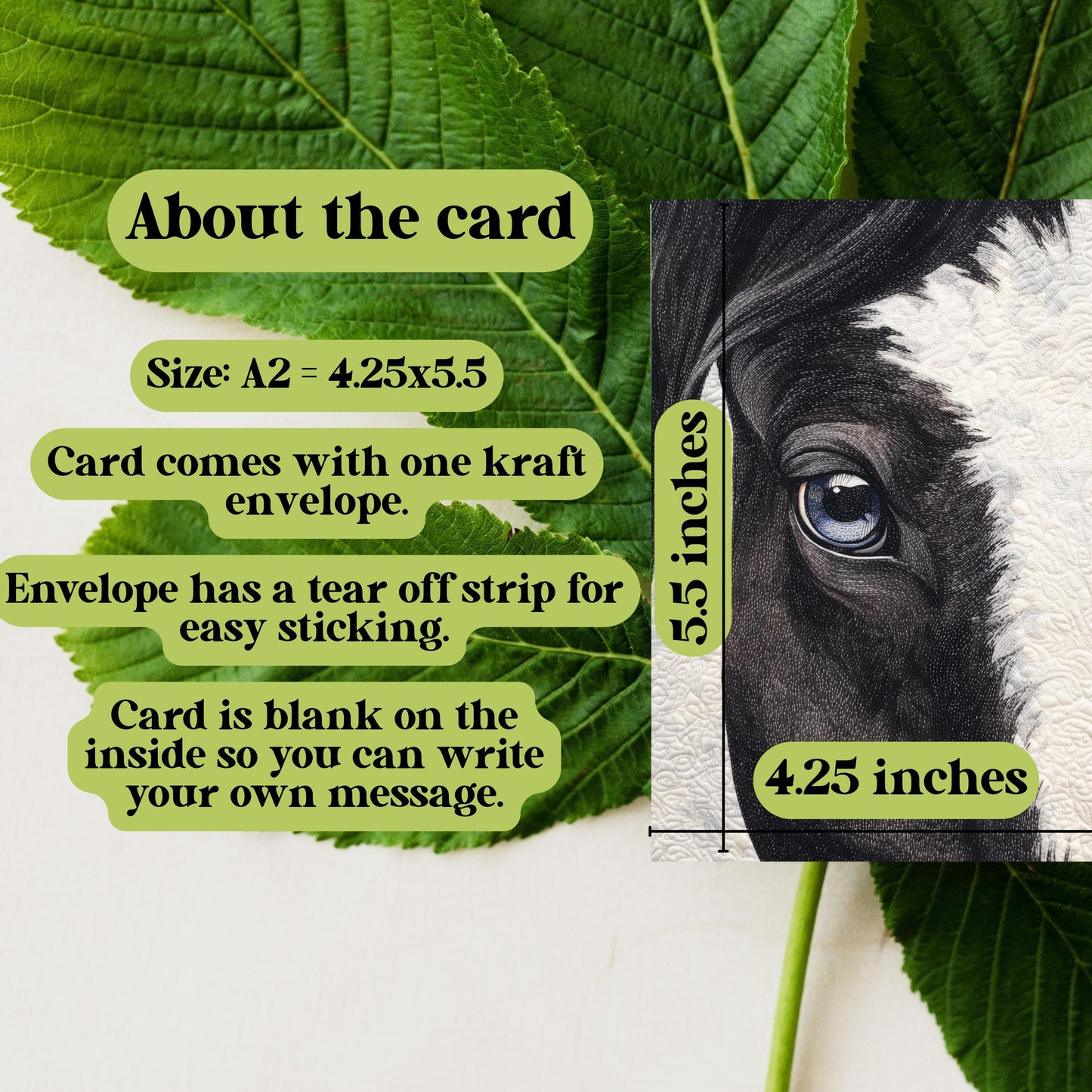 Black and White Horse Greeting Card