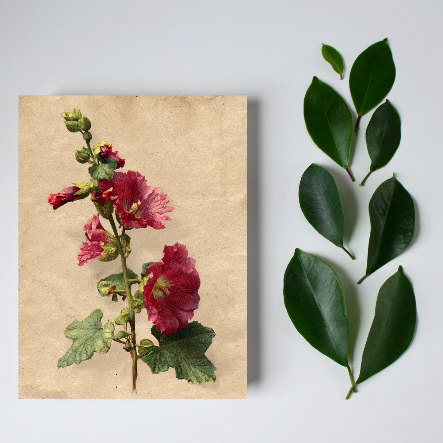 Vintage Botanical Hollyhock Greeting Card