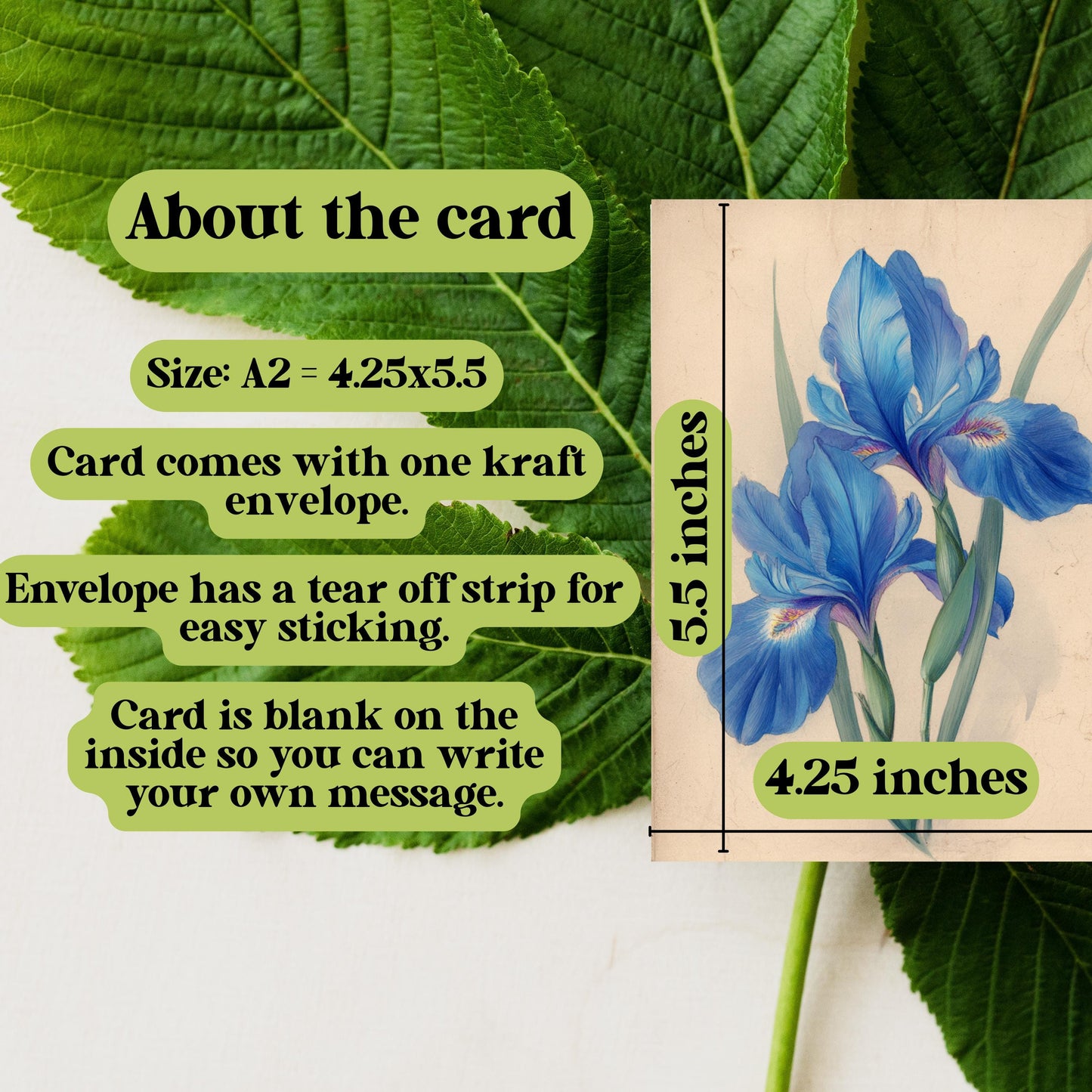 Blue Iris Watercolor Greeting Card